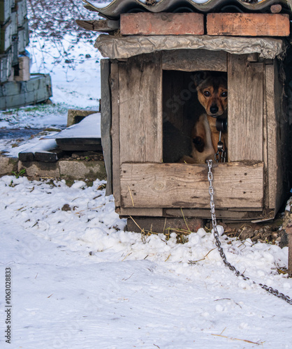Wallpaper Mural Chained dog in a booth. Winter time. Natural winter background Torontodigital.ca