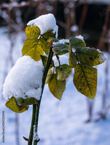 Wallpaper Mural Snow on green rose leaves. Natural background Torontodigital.ca