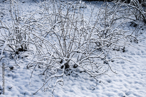 Wallpaper Mural Branches of bush under snow. Torontodigital.ca
