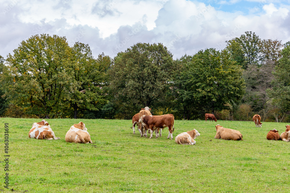 Cows grazing in the pasture