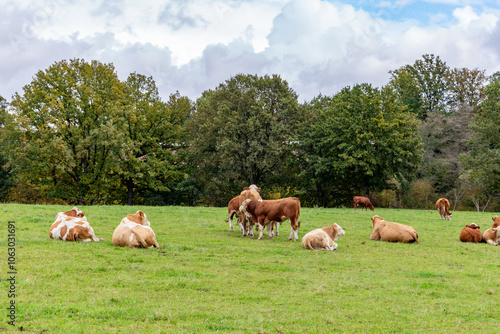 Obraz na płótnie Cows grazing in the pasture w salonie