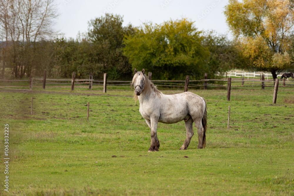 Horses grazing in the pasture.