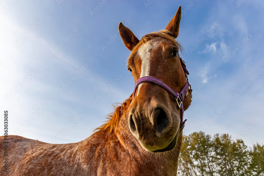 A close-up of a horse's head, a bit funny.