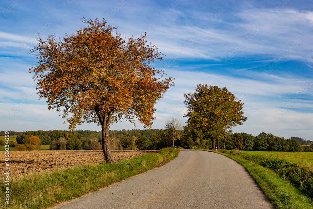 A road among fields in autumn.
