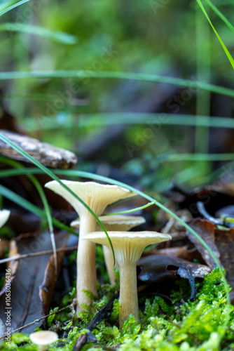 Three mushrooms are growing in a grassy area