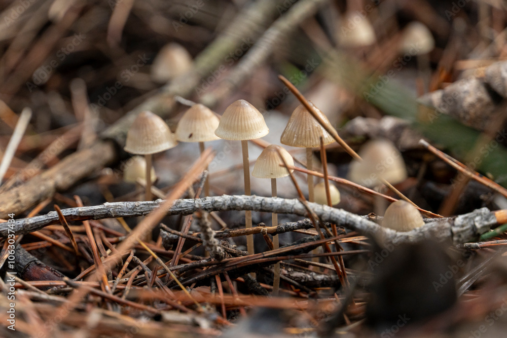 A group of mushrooms are growing on a log A group of mushrooms are growing on a log