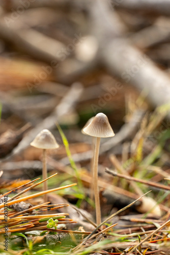 Three mushrooms are growing in a field of grass