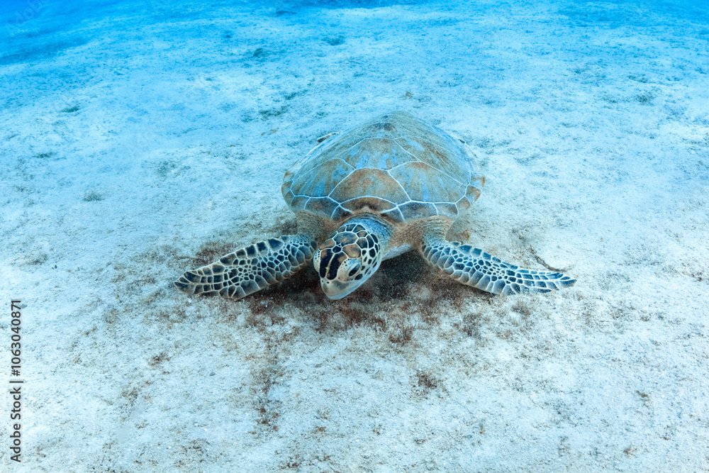 Obraz premium Tortuga comiendo