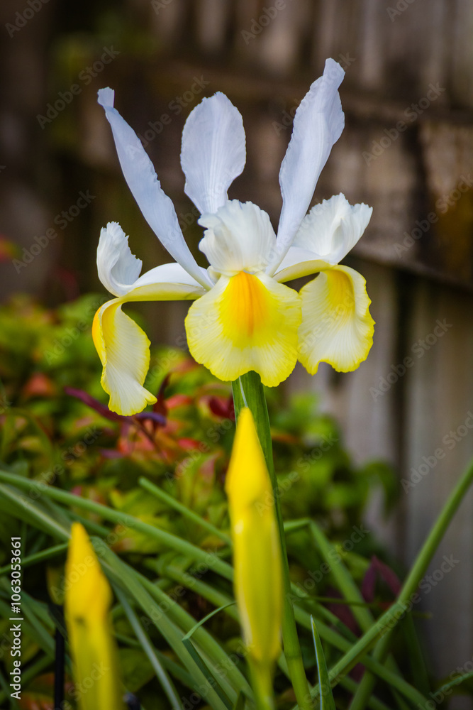 Fototapeta premium A bright yellow and blue iris flowers bloom gracefully by a fence