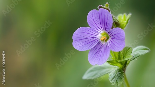 Discover how purple flowers brighten your garden