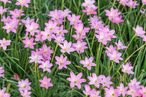 Ornamental plant with pink petals, Zephyranthes carinata. Autumn Zephyrlily,  pink rain lily, rosepink zephyr lily photo