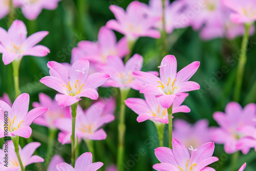 Ornamental plant with pink petals, Zephyranthes carinata. Autumn Zephyrlily,  pink rain lily, rosepink zephyr lily photo