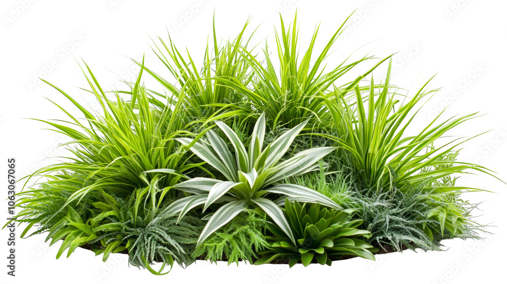 Lush green plant with delicate white flowers in bloom, a vibrant natural display of botanical beauty