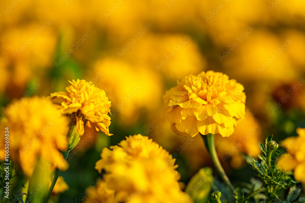 A bunch of yellow flowers are in a field A bunch of yellow flowers are in a field