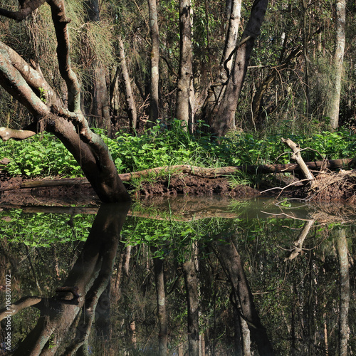 Scene at the Wrights Creek, Port Macquarie, Australia. photo