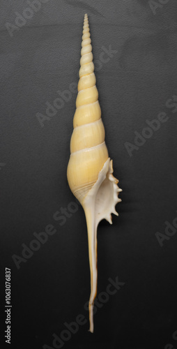 Tibia fusus. Sea shells. Undersea Animals. Tibia Fusus sea shells (Spindle tibia or Shinbone tibia gastropod) on a black background. photo