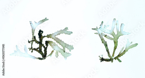 Wallpaper Mural Pressed seaweed specimens. Seaweed Specimens Torontodigital.ca