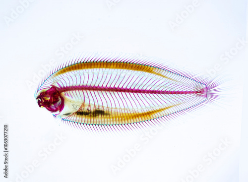 Transparent fish. Diaphonized Fish or Diaphonized Specimens Coasters. Cleared and stained specimens of fishes after going through diaphonization photo