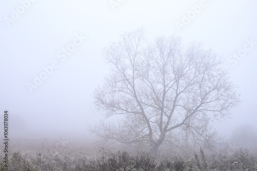 A lonely lonely tree by the road in the thick morning fog. Autumn morning, thick fog on a cloudy day.