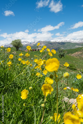 Endemic flower species in Turkey. Colorful flowers in the Tunceli mountains. Colorful mountain flowers. Wildflowers blooming in spring. Yellow flowers in grassland. Ranunculus polyanthemos ssp. photo