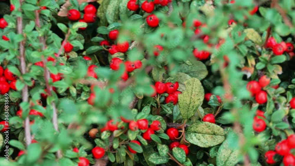 Red Berries and Green Leaves in Autumn Foliage Red Berries and Green Leaves in Autumn Foliage