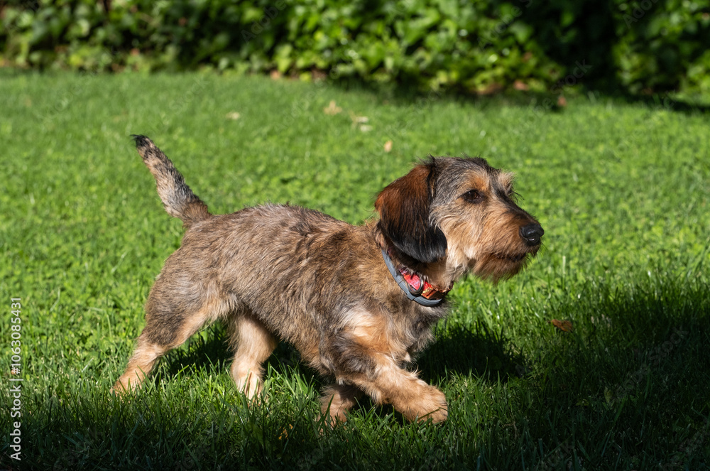 A small purebred dachshund terrier dog walks happily with his antiparasitic collar. He is in a garden with a green, manicured lawn on a sunny day. A small purebred dachshund terrier dog walks happily with his antiparasitic collar. He is in a garden with a green, manicured lawn on a sunny day.