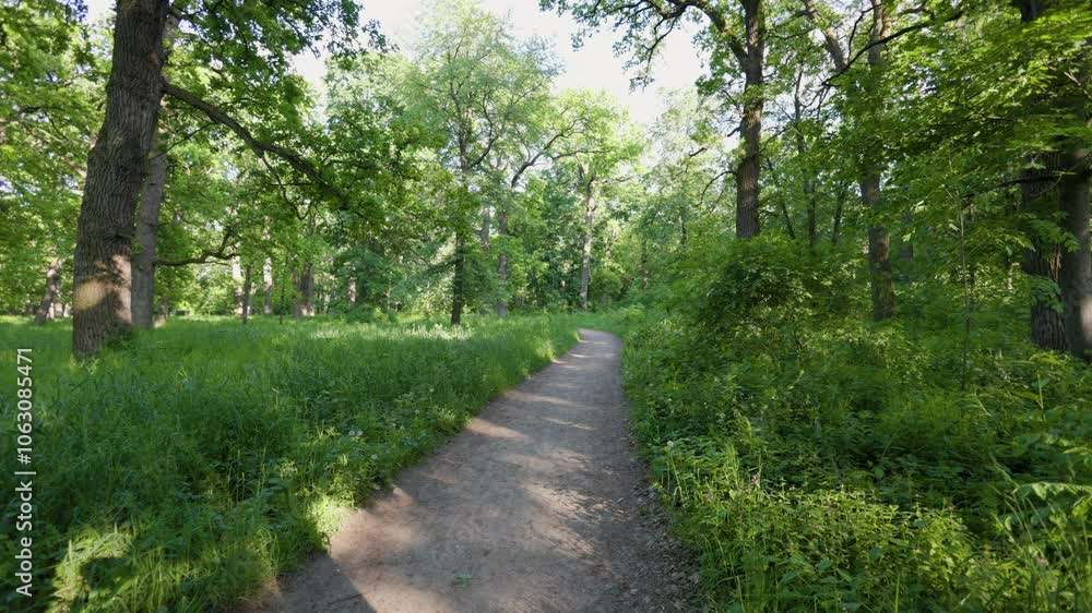 Walk in the summer forest. The rays of the sun break through the branches of trees. Green grass, trees in yellow, green, red leaves. Beautiful path in the forest. Walk in the summer forest. The rays of the sun break through the branches of trees. Green grass, trees in yellow, green, red leaves. Beautiful path in the forest.