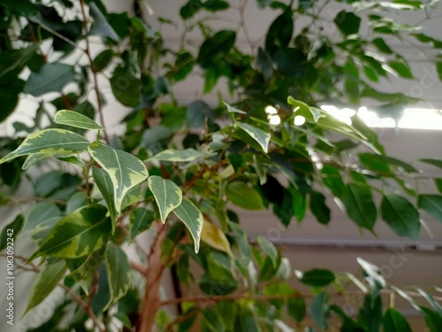 Green plant in the office. Ficus tree.