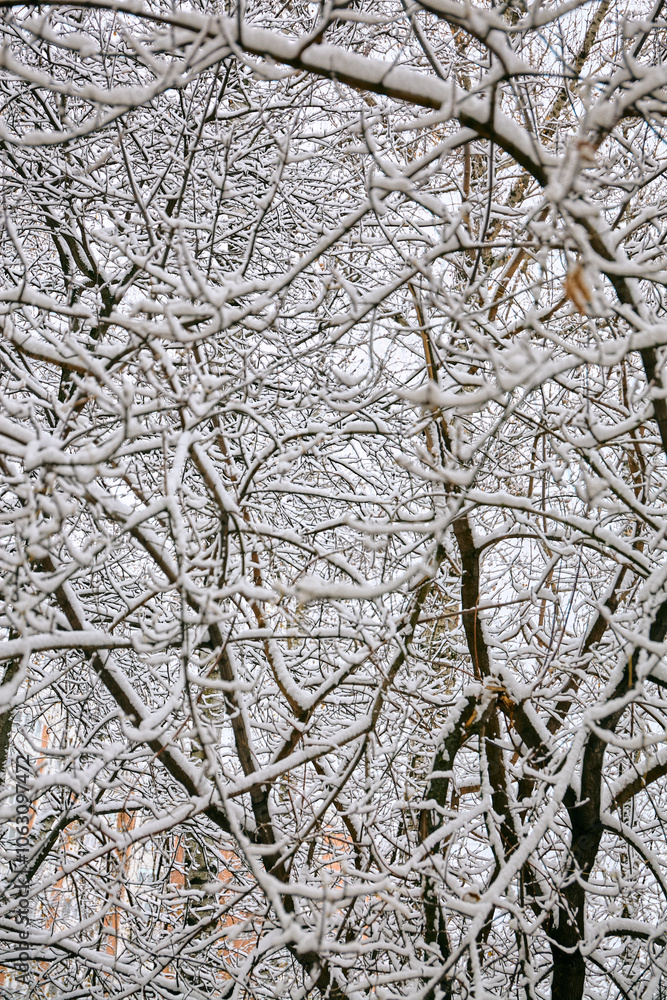 Obraz premium Branches in the snow texture photo