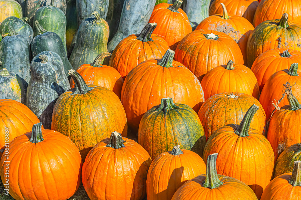 Orange autumn pumpkin, display of harvest of large pumpkins, Halloween and its holidays. Halloween season. Orange autumn pumpkin, display of harvest of large pumpkins, Halloween and its holidays. Halloween season.