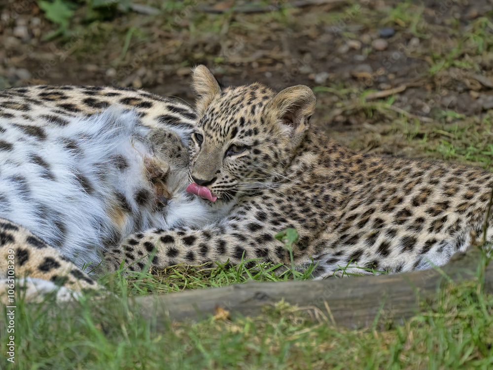 A Persian Leopard cub, Panthera pardus saxicolor, lies next to its mother and licks itself A Persian Leopard cub, Panthera pardus saxicolor, lies next to its mother and licks itself
