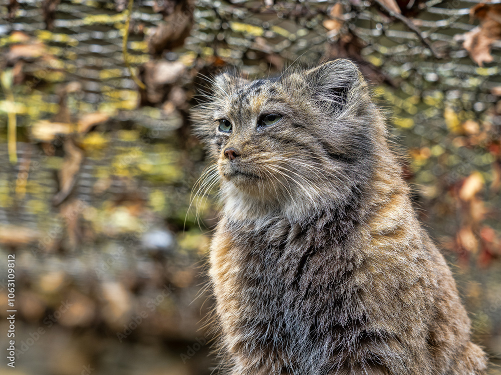 Obraz premium A female Pallas' cat, Otocolobus manul, observes the surroundings