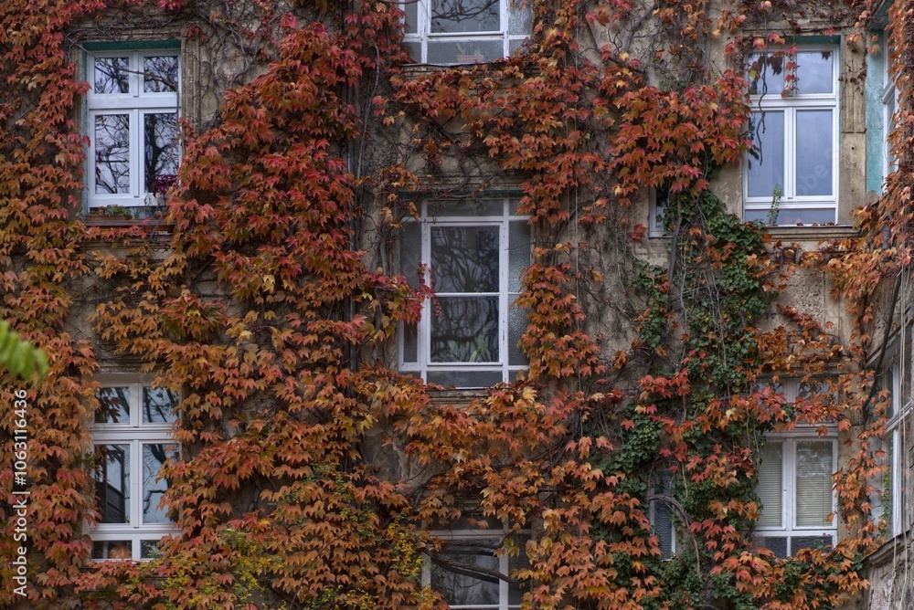 Fototapeta premium Apartment building in Berlin overgrown with wild vines.