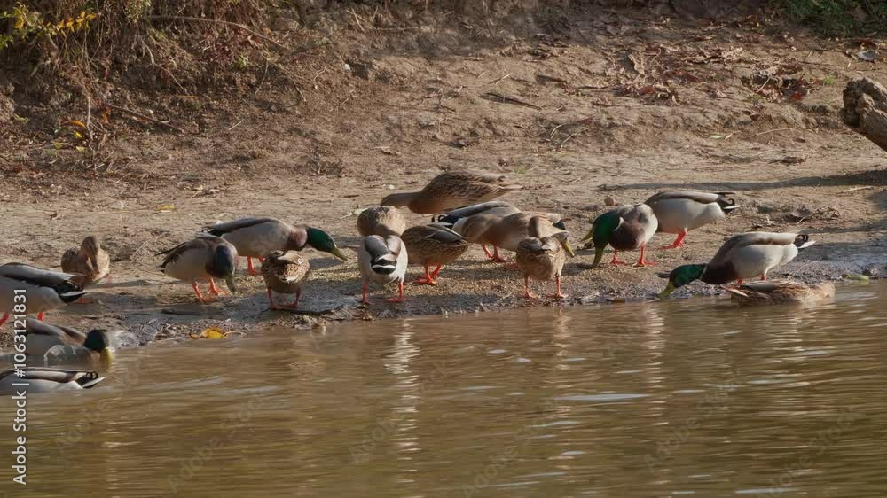 A cheerful flock of wild ducks grazes along the edge of a tranquil lake, basking in the bright sunshine and adding life to the serene lakeside landscape. A cheerful flock of wild ducks grazes along the edge of a tranquil lake, basking in the bright sunshine and adding life to the serene lakeside landscape.