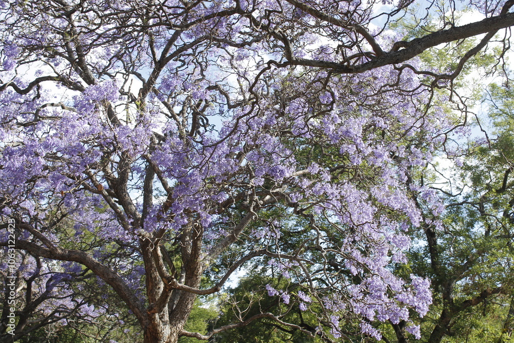 Jacaranda Tree in Spring Jacaranda Tree in Spring