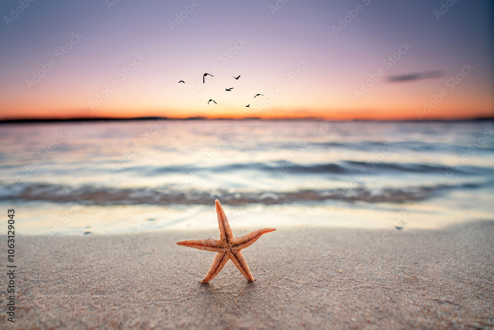 beautiful starfish on the beach in sunset light beautiful starfish on the beach in sunset light