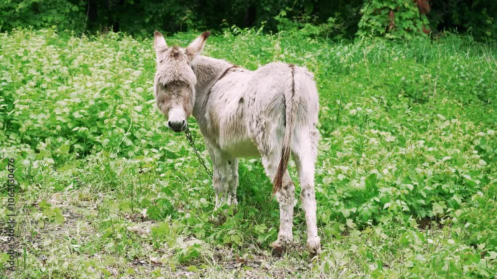 Donkey with a collar grazing in the midst of fresh green plants, representing farm and countryside charm. Donkey with a collar grazing in the midst of fresh green plants, representing farm and countryside charm.