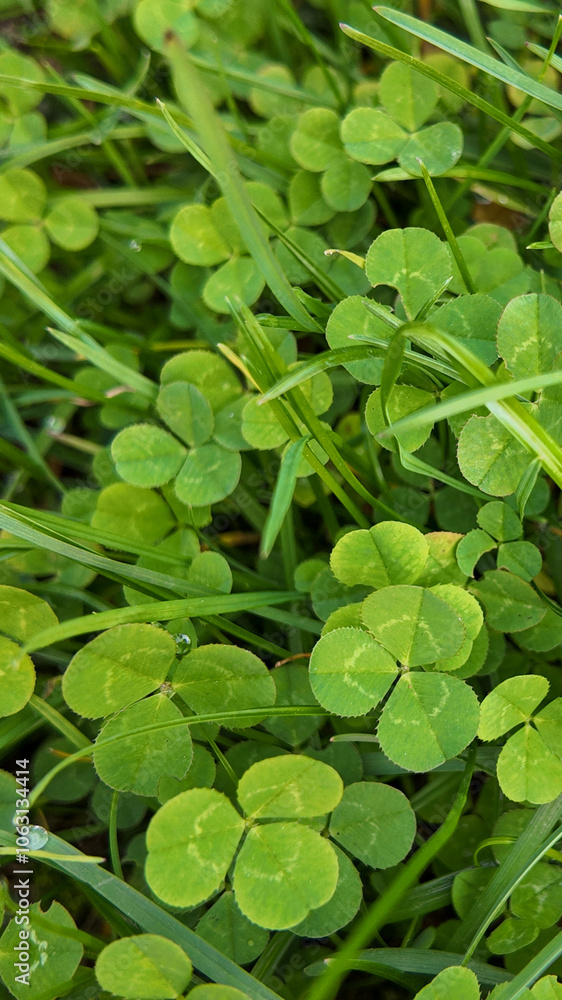 Close-up of lush green clovers symbolizing luck and prosperity, commonly associated with St Patrick's Day celebrations Close-up of lush green clovers symbolizing luck and prosperity, commonly associated with St Patrick's Day celebrations