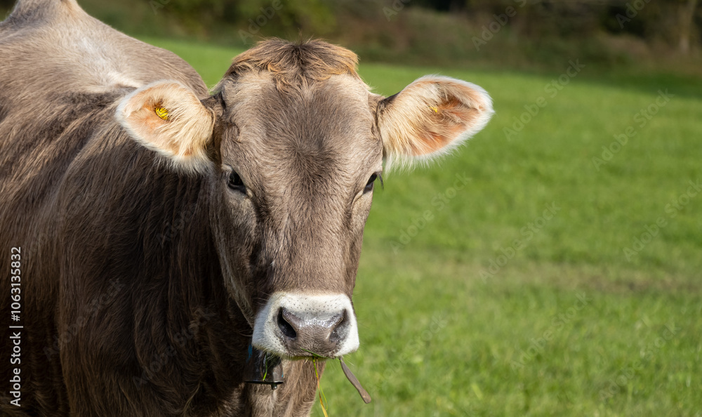 Nahaufnahme einer Kuh