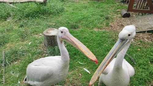 Pelican. A pair of pelicans walks on the grass. a family of pelicans. Clicks its beak