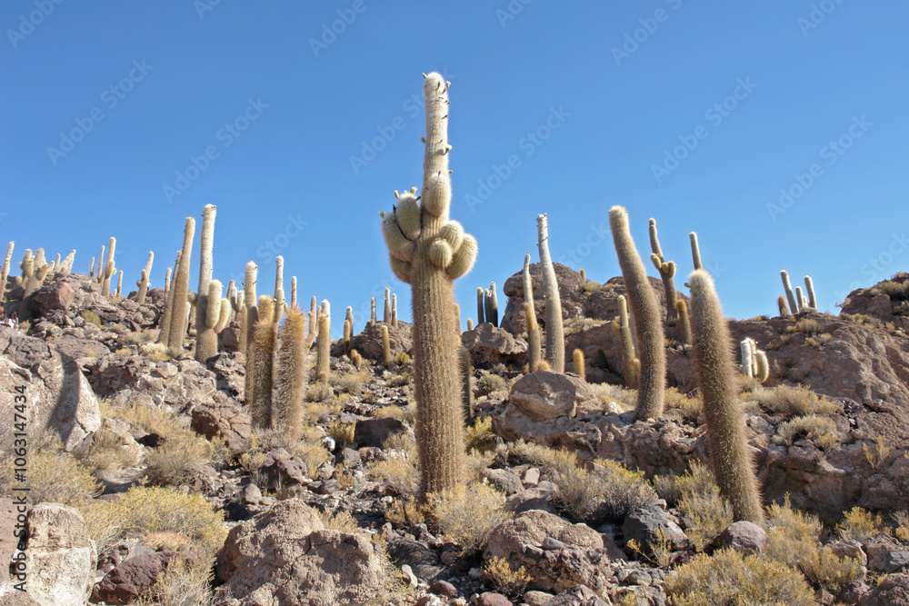 Isla Incahuasi hilly and rocky outcrop of land situated in the middle of Salar de Uyuni, Bolivia Isla Incahuasi hilly and rocky outcrop of land situated in the middle of Salar de Uyuni, Bolivia