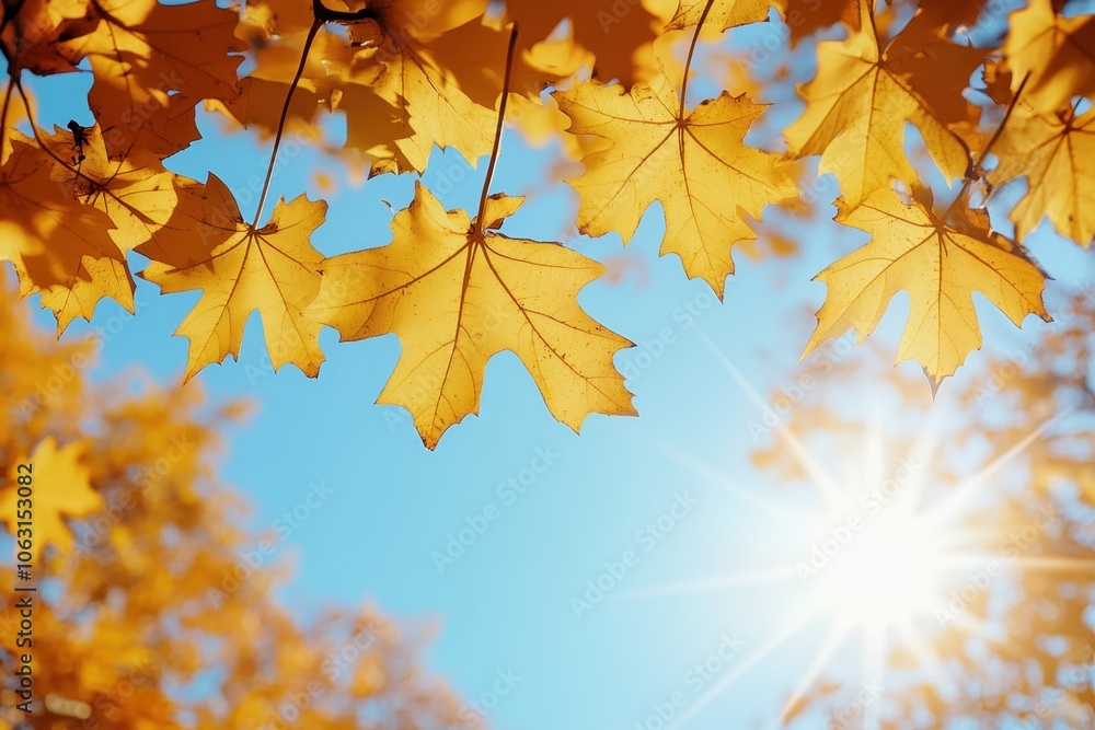 Sunlit Yellow Leaves Against Blue Sky Sunlit Yellow Leaves Against Blue Sky