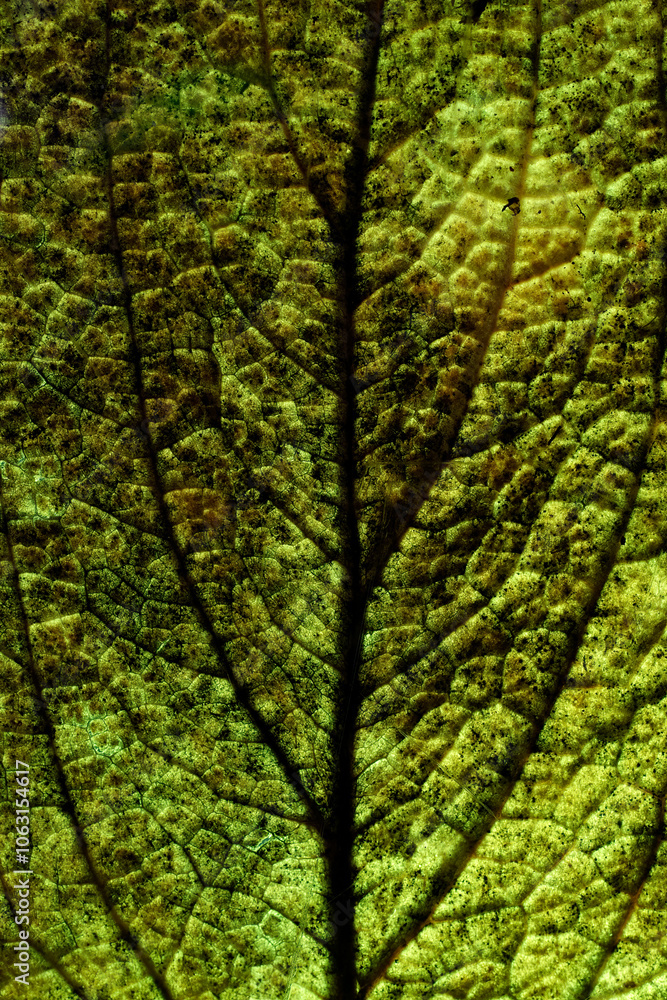 Vivid macro shot of leaf veins in golden autumn light Vivid macro shot of leaf veins in golden autumn light