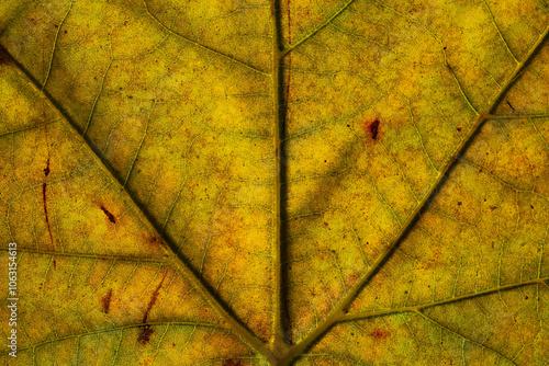 Close-up view of a vibrant yellow autumn leaf photo