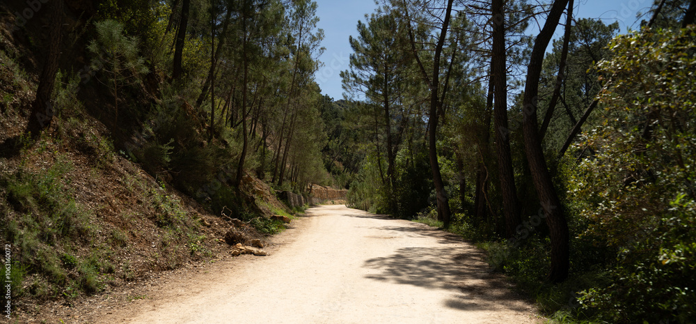 Naklejka premium Camino en medio del bosque.