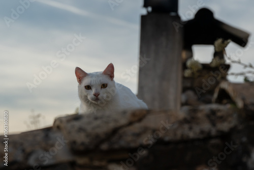 Gato blanco sobre un tejado. photo