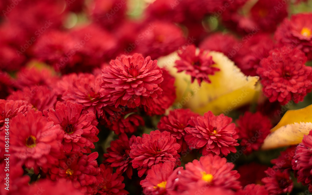 A striking autumn display of bright red chrysanthemums in full bloom with yellow leaves scattered among them. The focus is on a few flowers, while the rest softly blur into the background A striking autumn display of bright red chrysanthemums in full bloom with yellow leaves scattered among them. The focus is on a few flowers, while the rest softly blur into the background