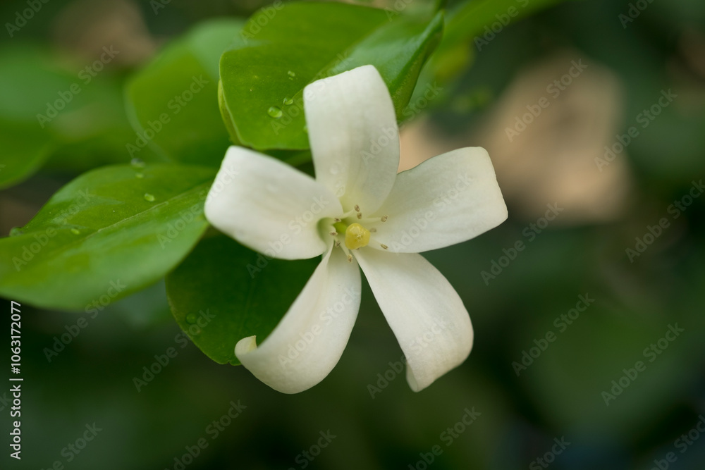 A beautiful flower of White Murraya paniculata with green leaves in garden close up A beautiful flower of White Murraya paniculata with green leaves in garden close up