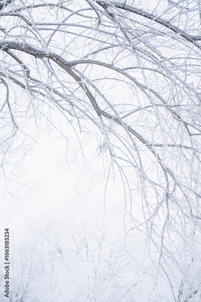 Snow covered trees. Winter forest Snow covered trees. Winter forest