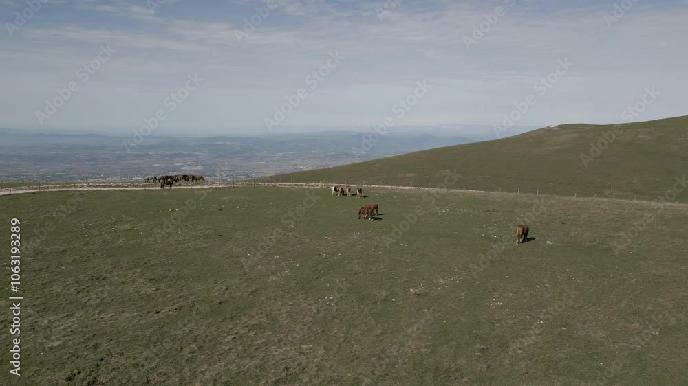 horses roam freely atop a mountain peak, manes flowing in the wind against a vast sky. Sunlight casts a warm glow as they graze embodying freedom and the raw beauty of nature horses roam freely atop a mountain peak, manes flowing in the wind against a vast sky. Sunlight casts a warm glow as they graze embodying freedom and the raw beauty of nature